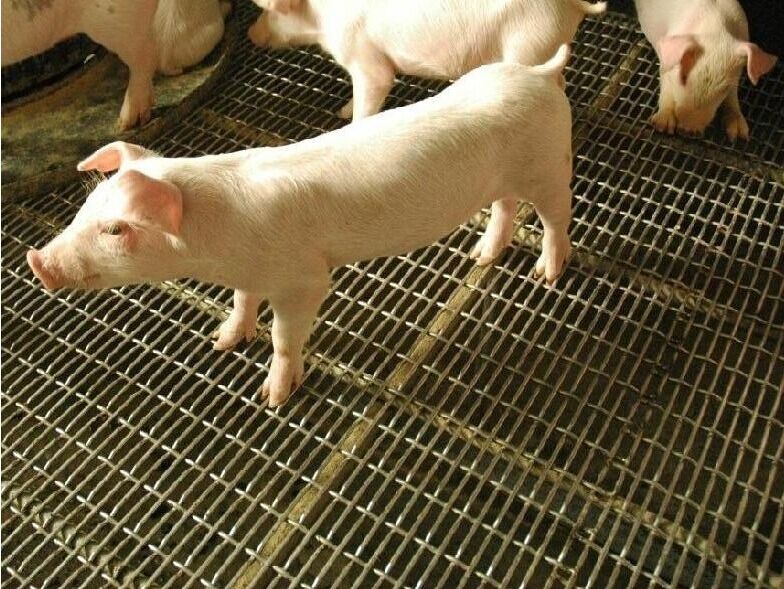 養(yǎng)豬軋花網(wǎng) 鐵絲編織網(wǎng) 鋼絲編織網(wǎng) 金屬絲編織網(wǎng)-http://m.985azk.cn