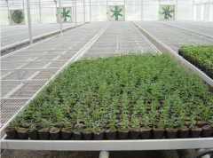 苗床用鐵絲網(wǎng)