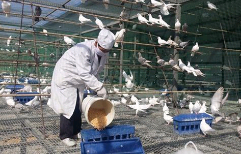 鴿子漏糞網(wǎng)-m.985azk.cn